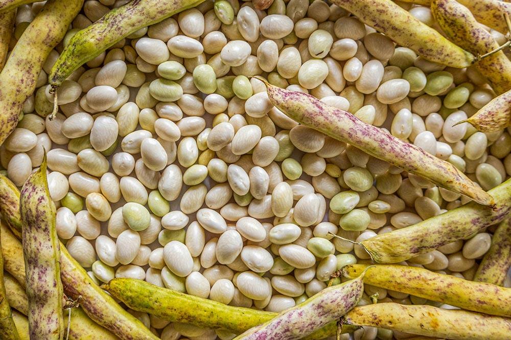 Haricot à écosser : variétés, récolte et conservation du grain