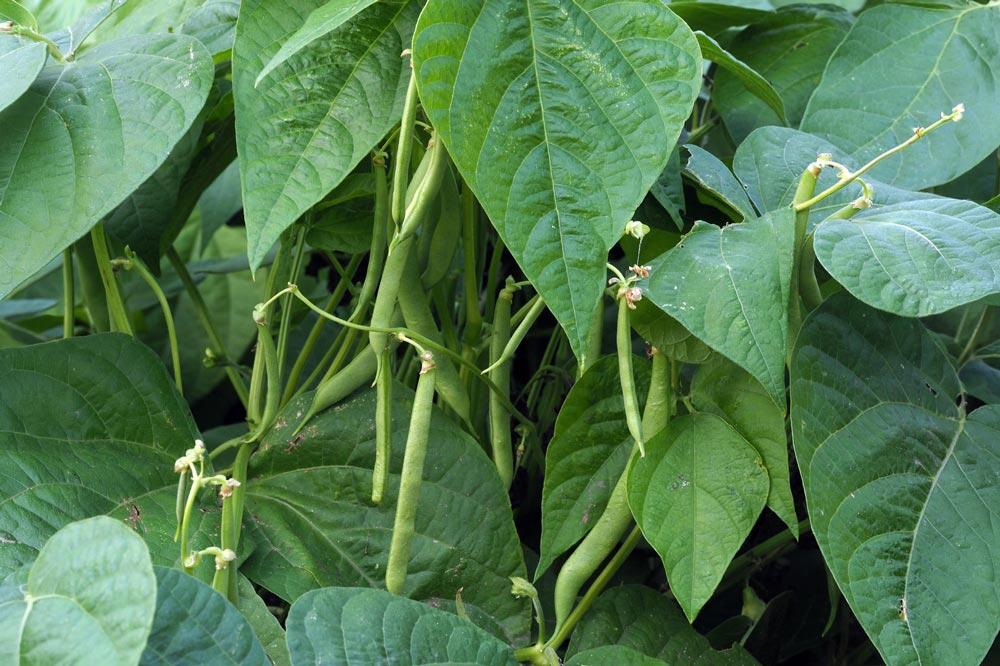 Haricot nain : semer, cultiver et récolter au potager