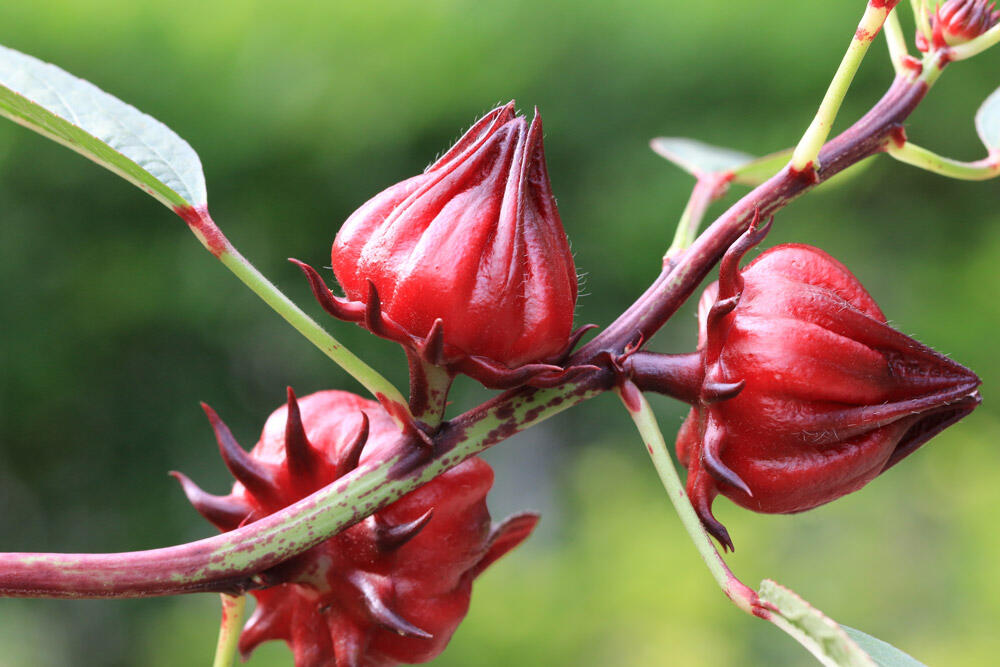 Hibiscus sabdariffa (oseille de Guinée) : semer, cultiver et récolter