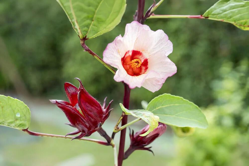 Hibiscus sabdariffa en croissance au jardin