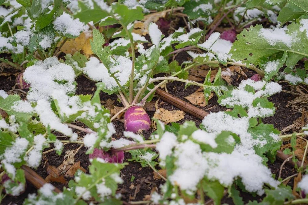 Conservation des rutabagas pendant l’hiver