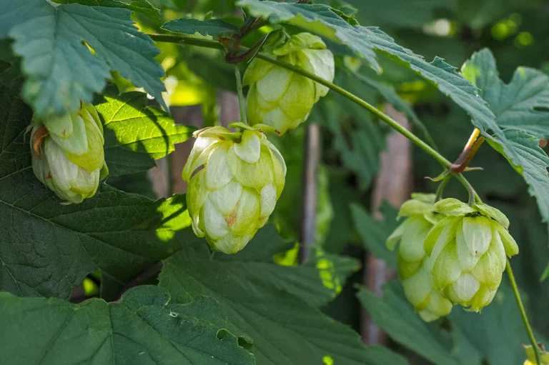 Houblon
