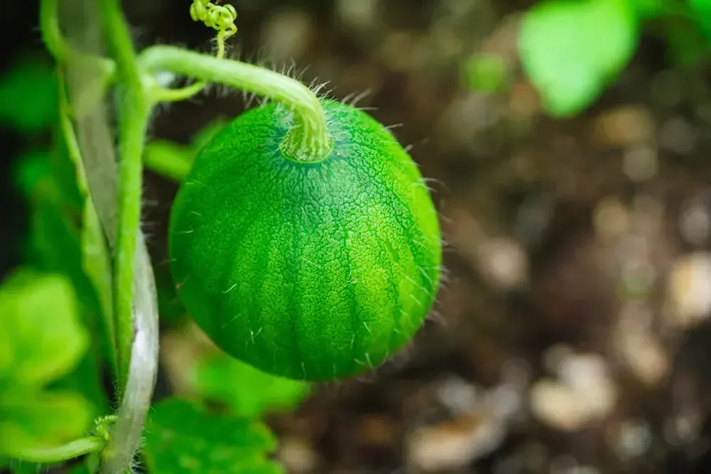 Entretien de la pastèque au potager