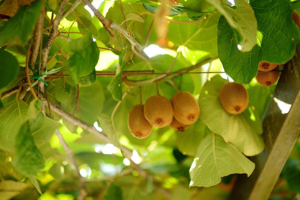 Kiwi (actinidia) : planter, palisser, tailler et récolter