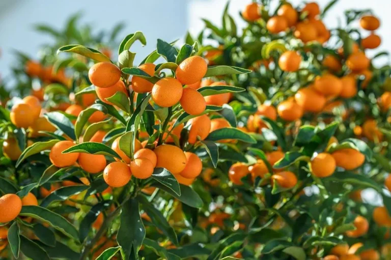 Kumquat