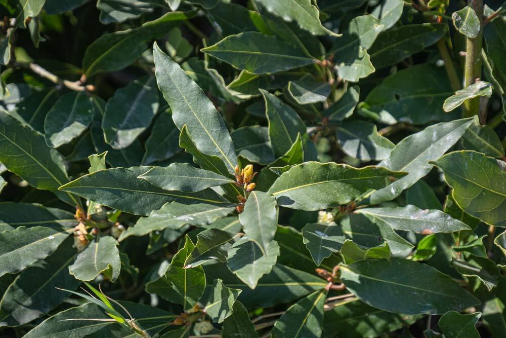 Laurier-sauce (Laurus nobilis) : planter, tailler, bouturer et récolter