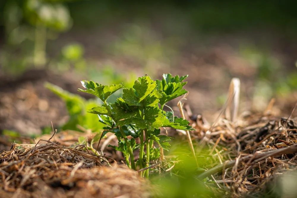 paillage potager paille légumes comment pailler