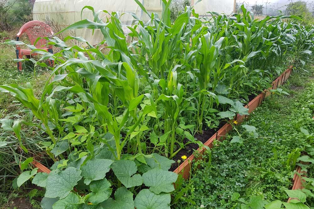 Les 3 sœurs — maïs, haricot grimpant et courge — le compagnonnage ancestral des peuples amérindiens.