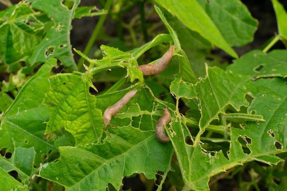 Jeune plant de haricot attaqué par des limaces