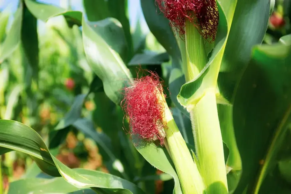 Entretien du maïs au potager
