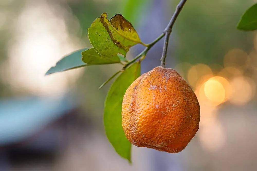 Jeune arbre avec feuilles et fruits présentant des symptômes de maladie