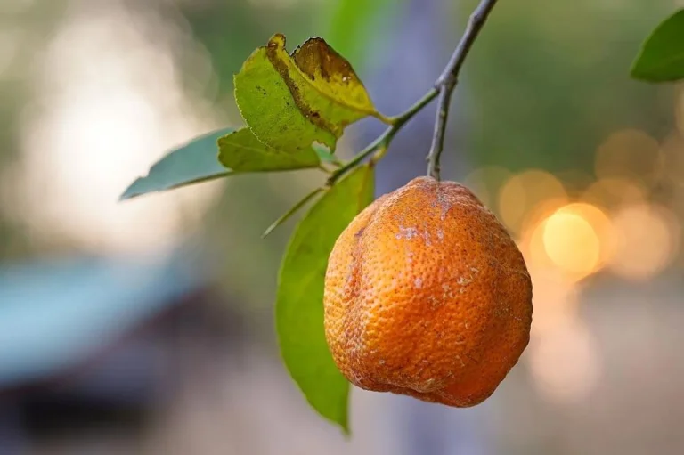 Jeune arbre avec feuilles et fruits présentant des symptômes de maladie