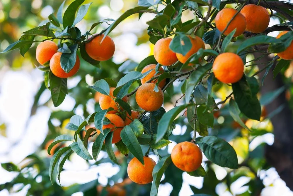Mandarinier portant des mandarines mûres