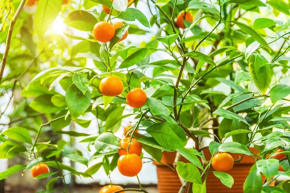 Culture d’un mandarinier en pot sur terrasse ou balcon