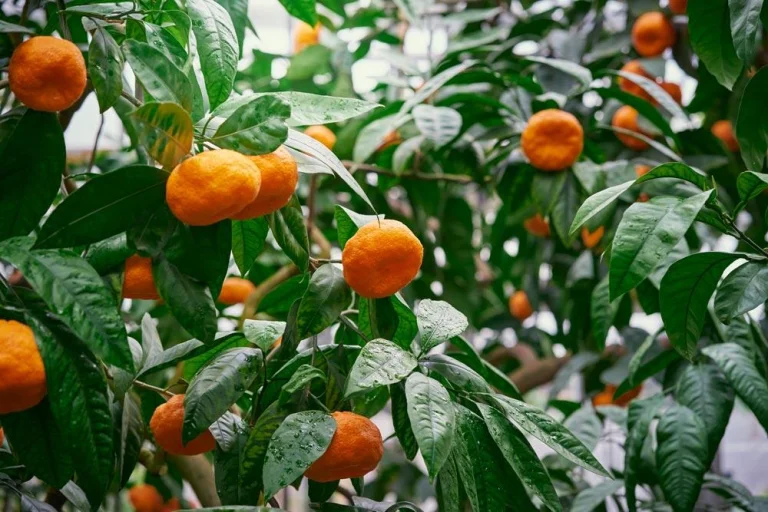 Mandarinier