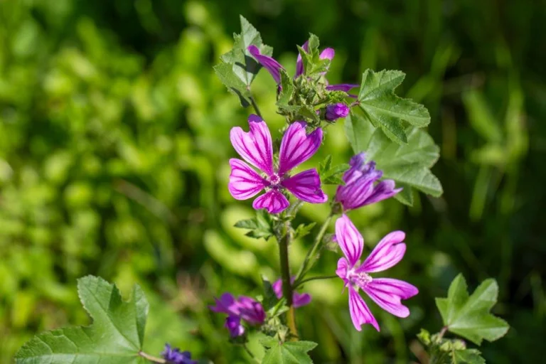 Mauve
