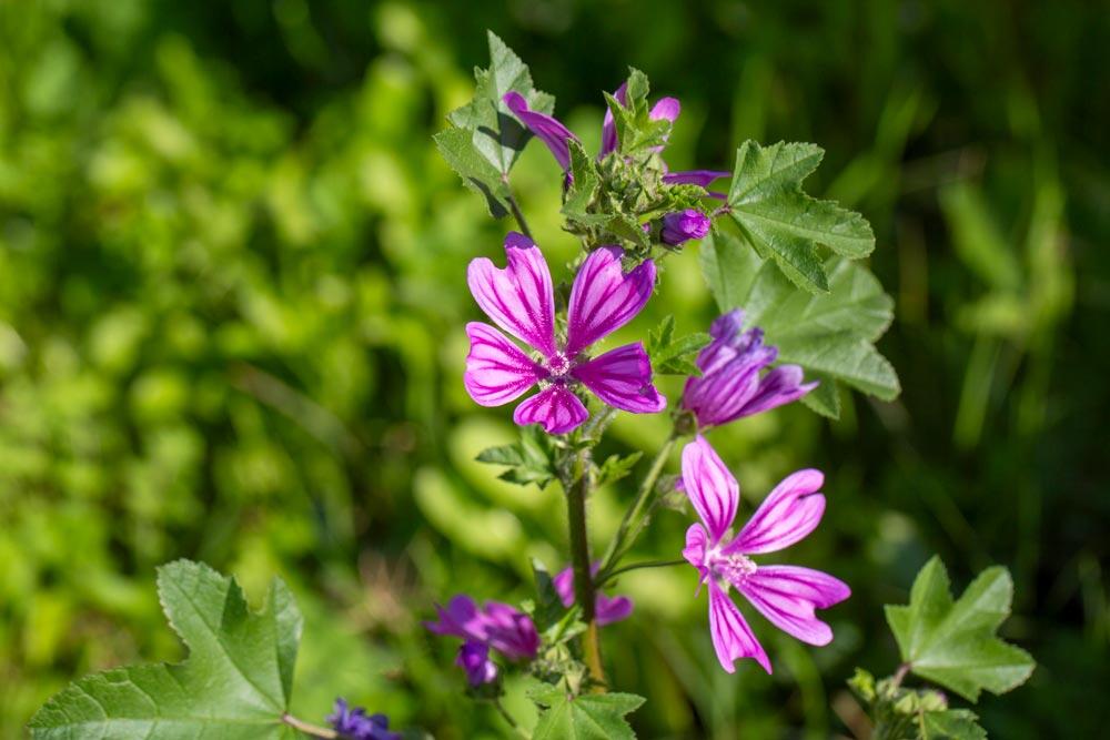 Mauve : reconnaître, cultiver et récolter cette fleur comestible