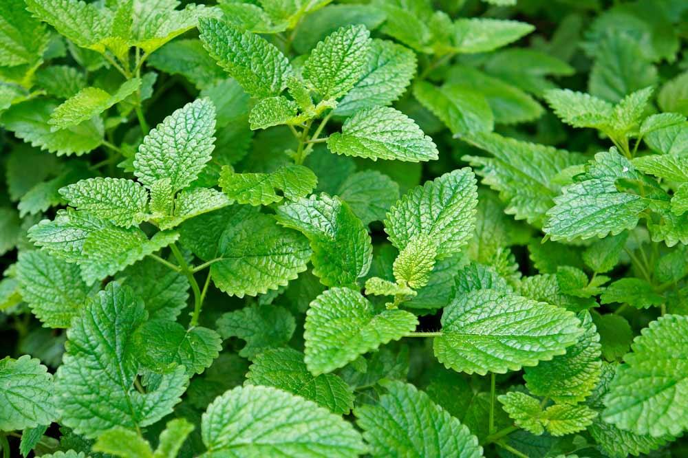 Mélisse : semer, cultiver et récolter la vivace citronnée