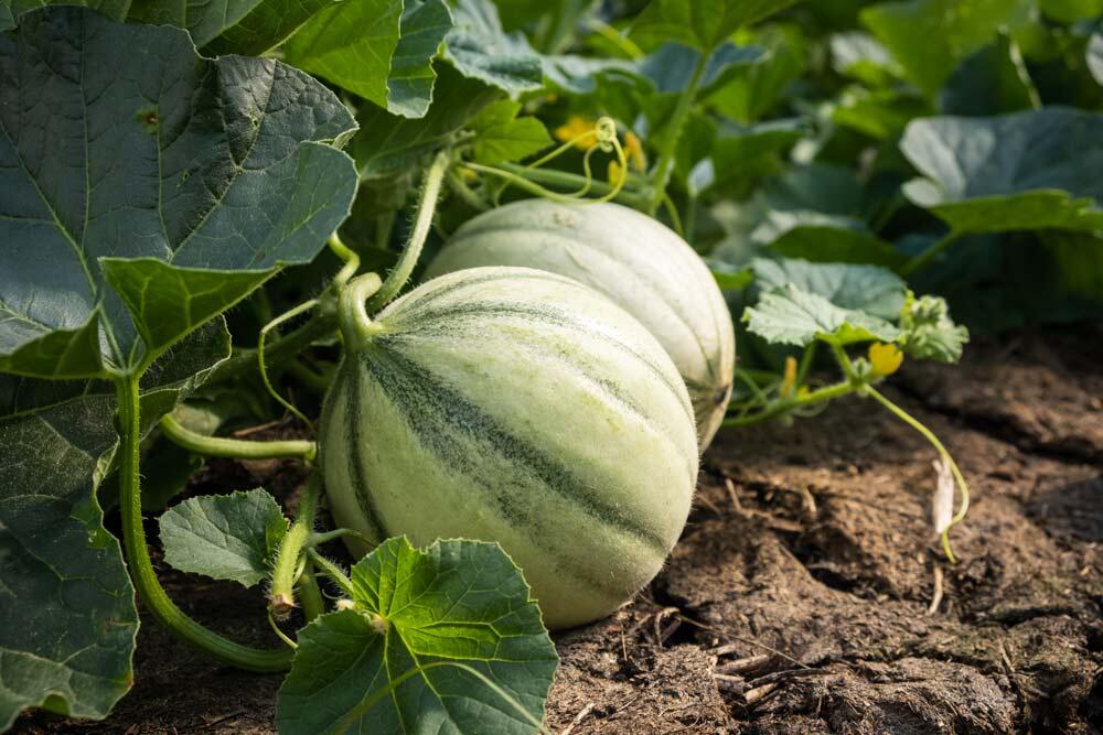 Melon : semer, tailler et récolter au potager