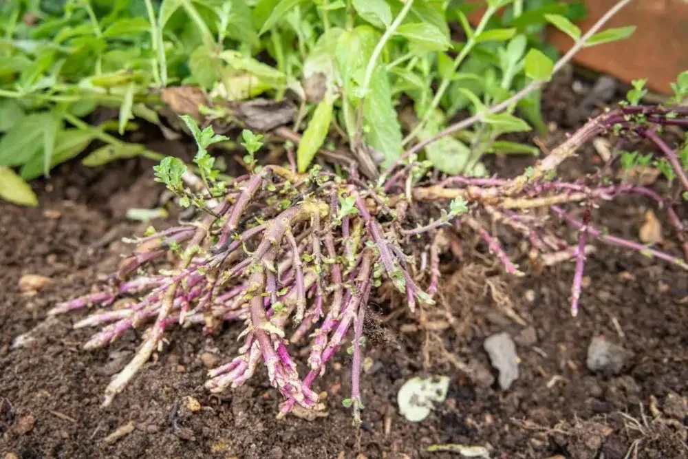 Rhizomes traçants de la menthe
