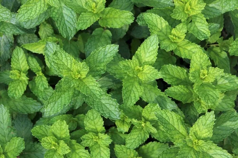 Menthe