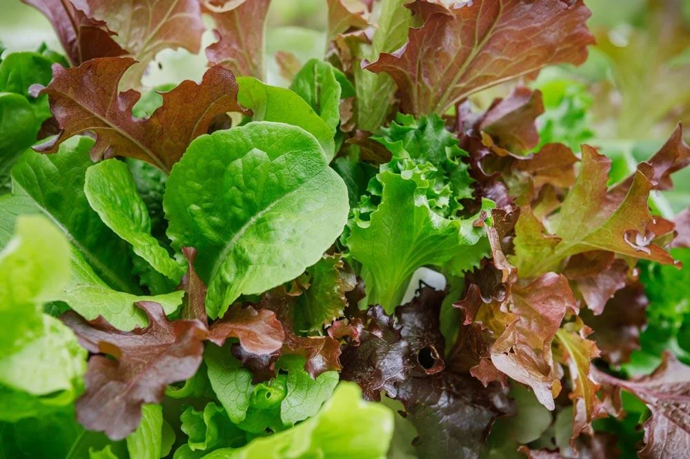 Mesclun