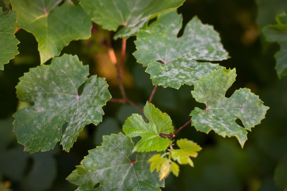Mildiou sur les feuilles de vigne