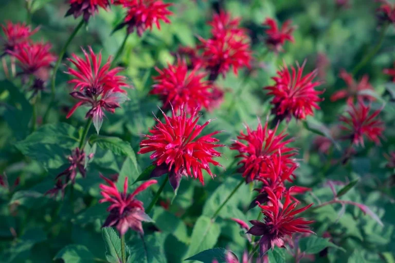 Monarde