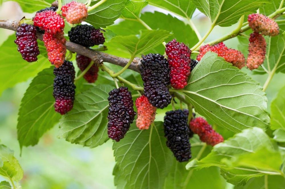 Mûrier (Morus) : planter, tailler et récolter les mûres