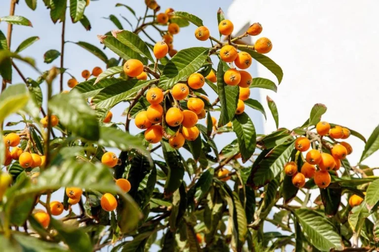 Néflier du Japon portant son feuillage persistant et ses jeunes fruits