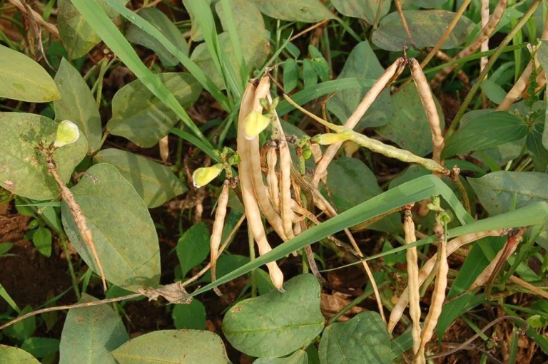 Récolte des grains secs de niébé
