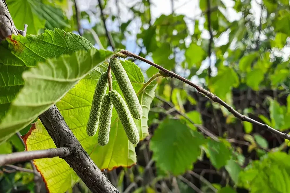 Pollinisation des fleurs de noisetier