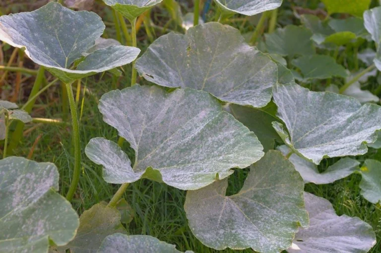 Oïdium sur les feuilles de potimarron