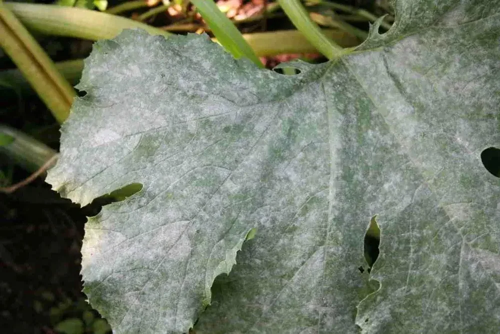 Oïdium sur feuilles de courgette au potager