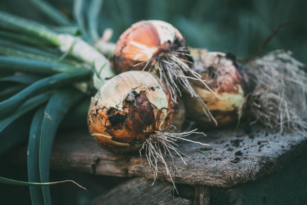 Réussir la culture de l'oignon au potager et en pot