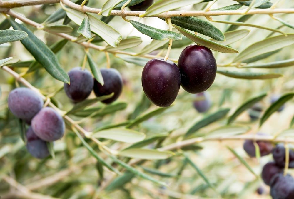 Olivier : planter, cultiver et entretenir l'arbre qui produit des olives
