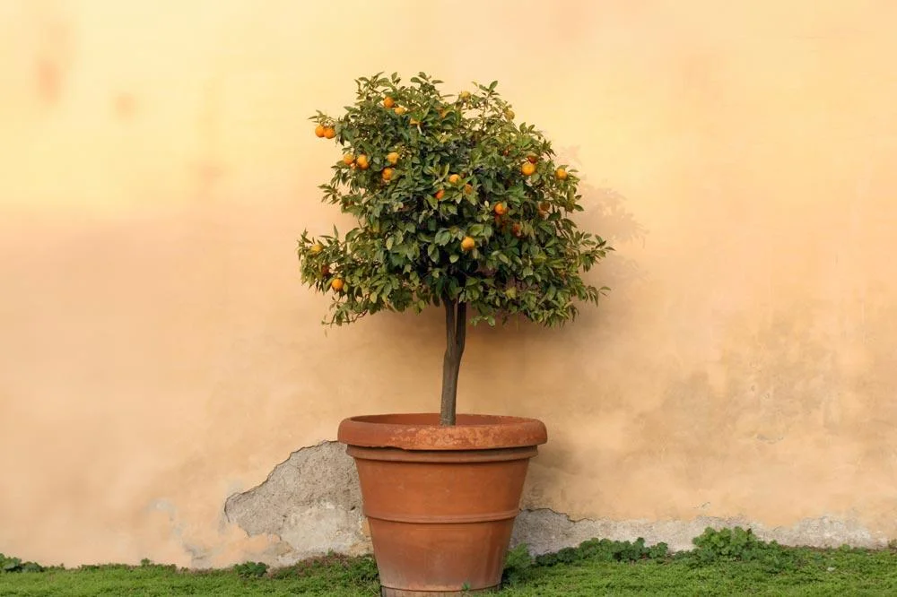 Culture d’un oranger en pot