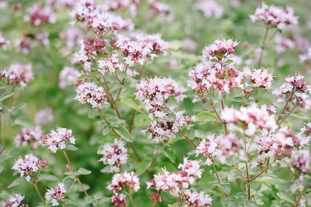 Origan en fleurs et en croissance au jardin