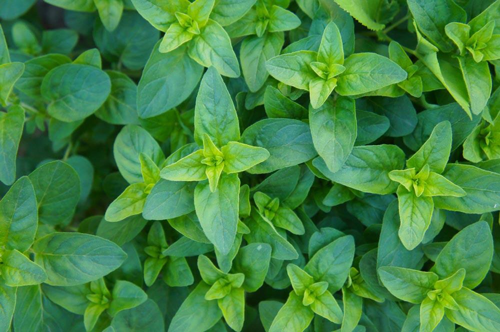 Origan : planter, cultiver et récolter cette herbe aromatique