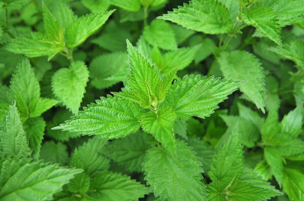 Ortie au jardin : alliée ou nuisible ?