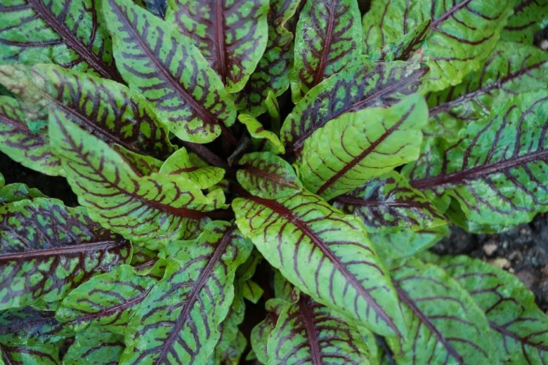 Feuilles d’oseille sanguine aux nervures rouges