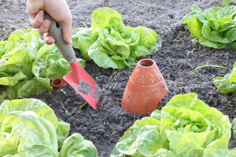 Les oyas : arroser son potager en économisant 70% d'eau