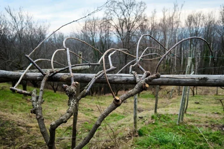 Palissage hivernal des lianes de kiwaï sur leur support