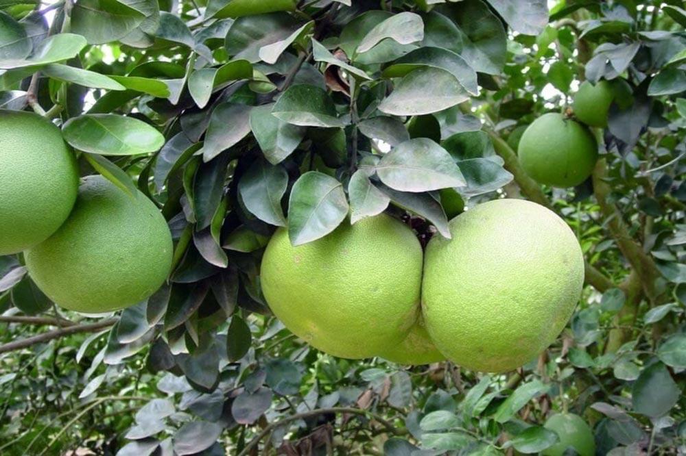 Pamplemoussier : cultiver le vrai pamplemousse