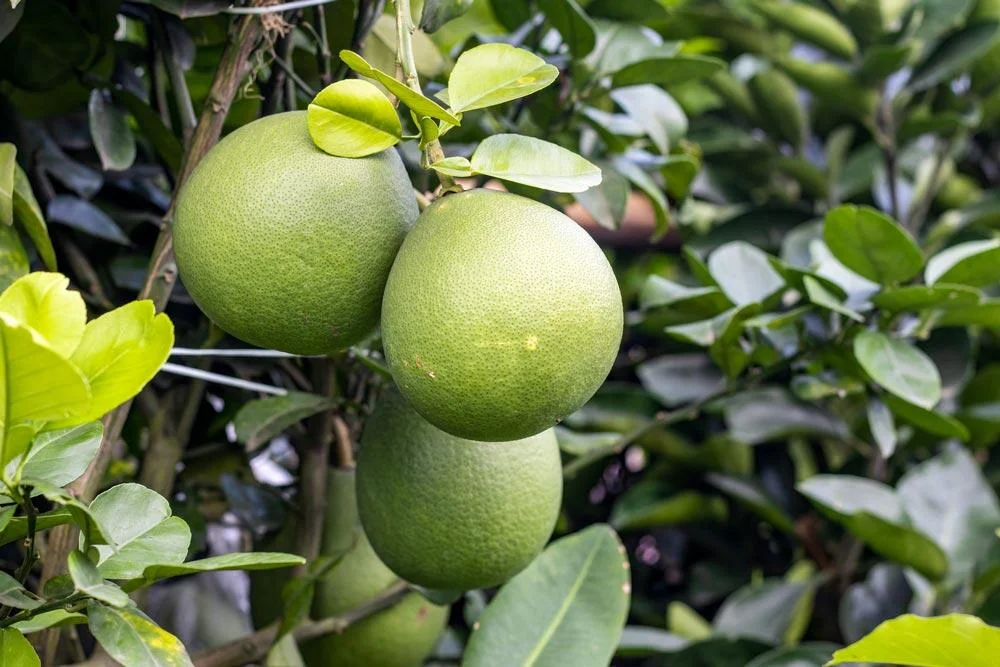 Pamplemoussier portant ses fruits à maturité