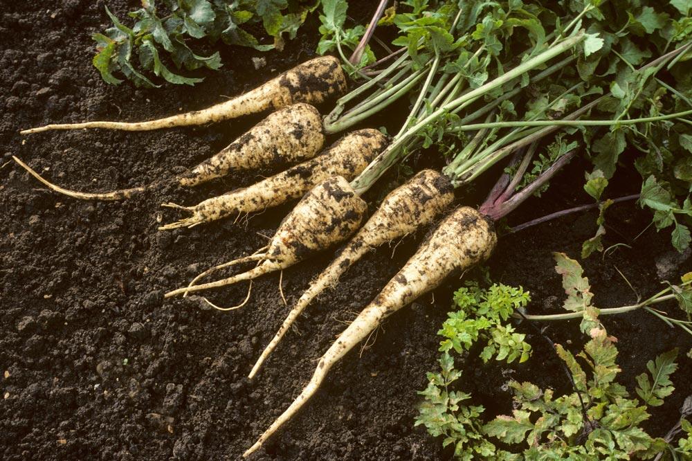 Panais : semer, cultiver et récolter ce légume-racine d'hiver