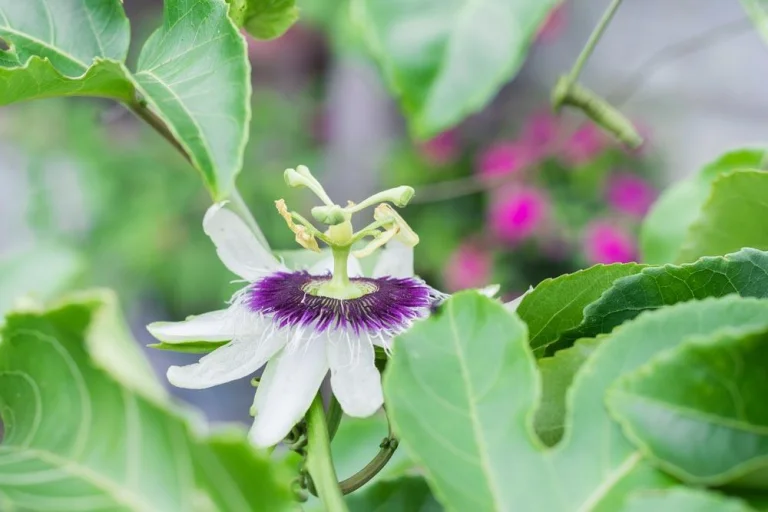 Floraison de la passiflore à fruits comestibles