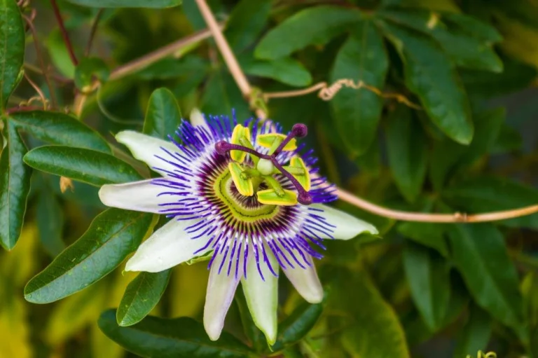 Passiflore bleue en fleur au jardin