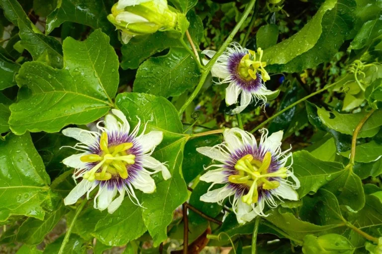 Passiflore