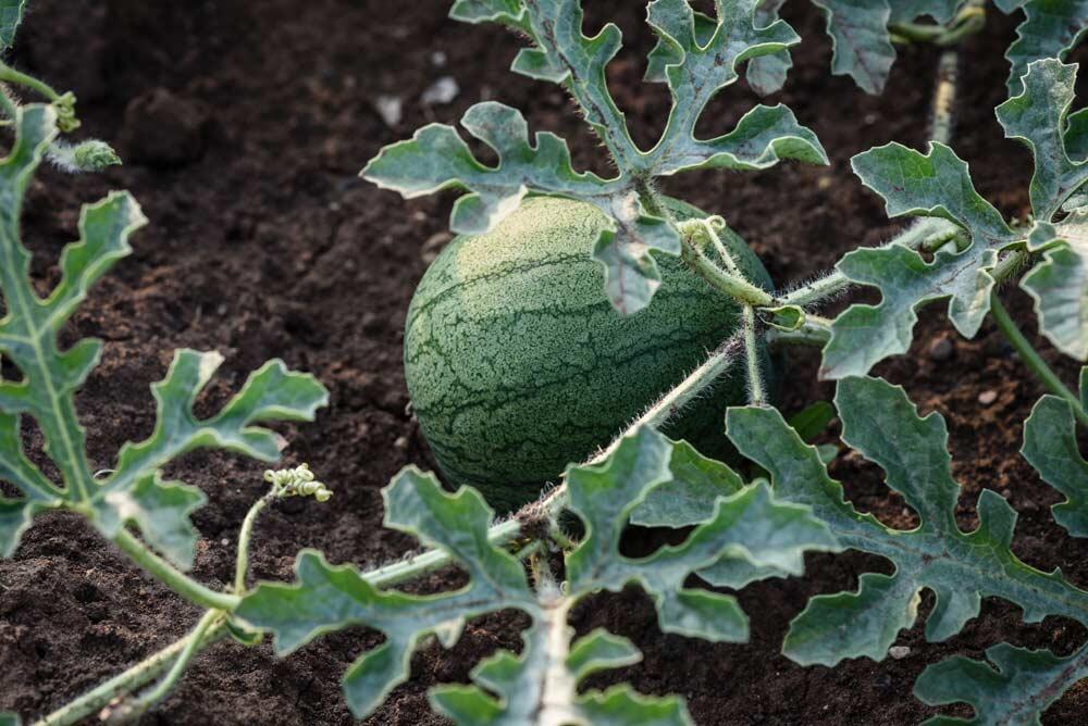 Pastèque : semer, cultiver et récolter cette cucurbitacée